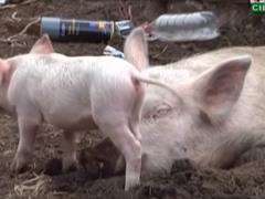 У жителя села забрали несколько десятков свиней из-за жалоб соседей