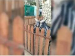 В каирском зоопарке школьник заметил поддельных зебр