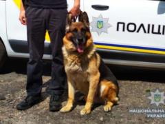 В Киеве рецидивист загорелся во время поджога авто и был задержан полицейским псом