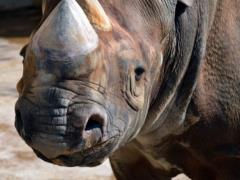Атаку носорога на туристов в сафари-парке сняли на видео
