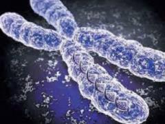 Учёные: 20 процентов генома человека является бесполезным