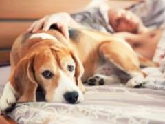 Почему нельзя спать с животными в одной кровати, рассказали специалисты