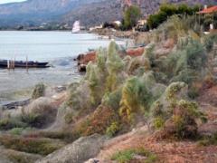 Ковер из паутины на побережье Греции: страшно красиво