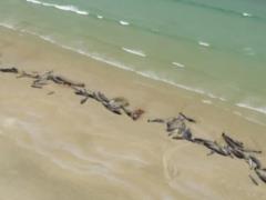 На берег острова Стюарт выбросились дельфины
