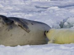На улицы города в Канаде вышли десятки заблудившихся тюленей