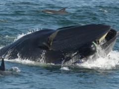 В ЮАР кит проглотил дайвера, а потом выплюнул его живым