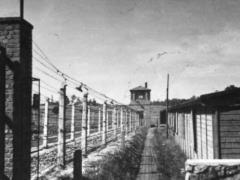Двое белорусов осуждены за убийство овцы в Освенциме