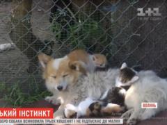 В Волынской области собака выхаживает котят, отгоняя маму-кошку