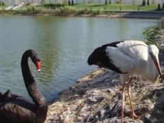 Овдовевший лебедь Гриша пустил на свое озеро аиста Жору
