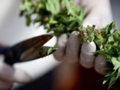 Парламент Франции легализировал медицинскую марихуану