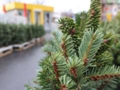 В Украине началась продажа новогодних елок
