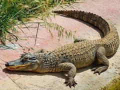 В Малайзии огромный крокодил съел мужчину