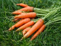 Чудо-овощ: натуральные и безопасные средства при насморке