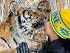 Тигрицы, спасенные из закрытого киевского клуба, обустраиваются под Полтавой