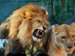 В российском цирке сцепились сразу три льва: жуткое видео