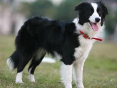 В Великобритании фермеры продали собаку за 25 тысяч долларов