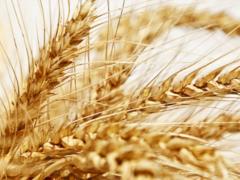Украина не будет вводить никаких ограничений на экспорт зерна