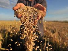 Украина заняла второе место в мире по экспорту зерновых
