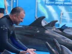 55-летний Виктор Павлик верхом на дельфинах шокировал трюками