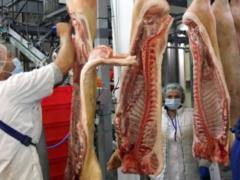 Свиней в Украине будут массово вырезать из-за нерентабельности
