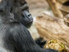 Коронавирус добрался до Пражского зоопарка: заболели львы и самец гориллы