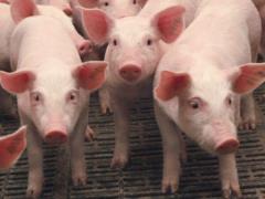 Импорт свинины в Украину вырос в 3,5 раза