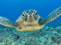 Daily Mail: Морские черепахи  седлают  Эль-Ниньо, чтобы в тепле доплыть от Японии до Мексики