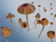 Британские ученые предложили лечить депрессию галлюциногенными грибами