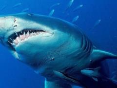 На курорте Красного моря акула выпрыгнула из воды и откусила пятку парапланеристу.