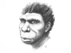 Ученые назвали новый вид предка человека