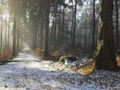 В Украине сохранятся ночные морозы и туман по утрам