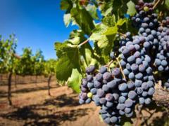 Зеленский подписал закон остимулирования развития виноградарства и садоводства