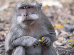 В Украине не зафиксировано случаев обезьяньей оспы
