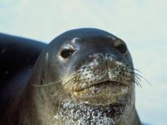 Древних римлян обвинили в сокращении популяции самых редких тюленей в мире
