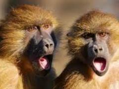 ВОЗ назвала число заразившихся оспой обезьян в мире