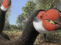Ученые рассказали, почему вымерли самые большие птицы на Земле