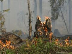 В Сумской области после обстрела вспыхнул лесной пожар