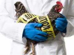 Двойная вспышка птичьего гриппа в Индии привела к профилактическому уничтожению 4000 птиц