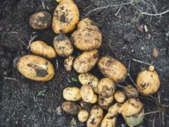 По следам скандала в Минобороны: Малюська похвастался закупкой картофеля для СИЗО