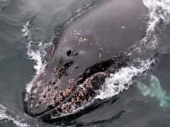 Ученые объяснили устойчивость китов к раку