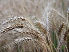 Подрыв Каховской ГЭС вызвал рост цен на пшеницу на глобальном рынке