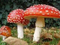 Действительно ли опасен мухомор?