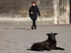 На улицах Львова неизвестные разбрасывают яд для собак - владельцев предупредили об опасности