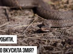 В Украине начался сезон активности змей - в Минздраве предупредили об опасности