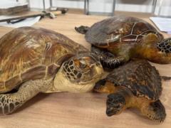 Киевские таможенники нашли в международных посылках чучела редких морских черепах