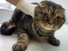 В Киеве спасли кота, который провел 10 часов под завалами дома