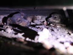 После обстрелов на Полтавщине спасли двух собак, оказавшихся под завалами