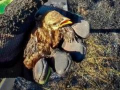 В Одесской области пожарные спасли обессиленного птенца