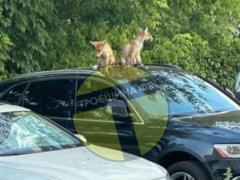 Дикие звери пошли к людям: ждать ли после лис и лосей в городах волков и медведей