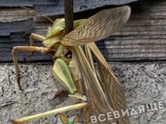 Полчища саранчи замечены в Запорожской области - насекомые уничтожают урожай и пугают людей